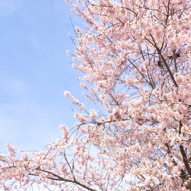 久保桜ブルームピンク