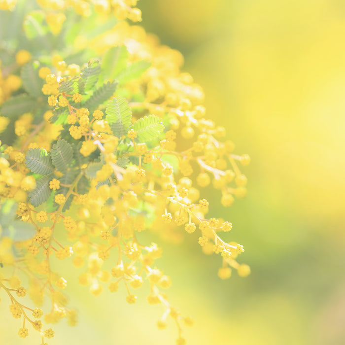 NOBLE NOTE　ミモザ